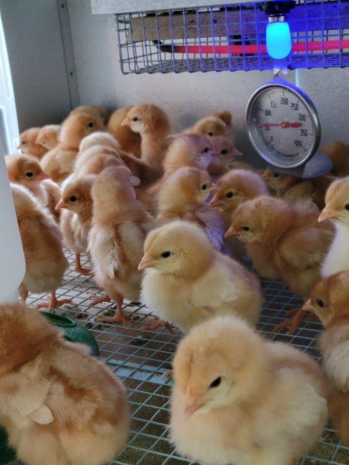 Female Layer Chicks - South Jordan