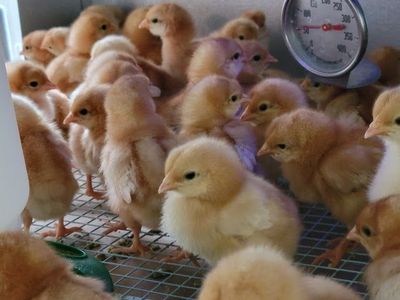 Female Layer Chicks - South Jordan