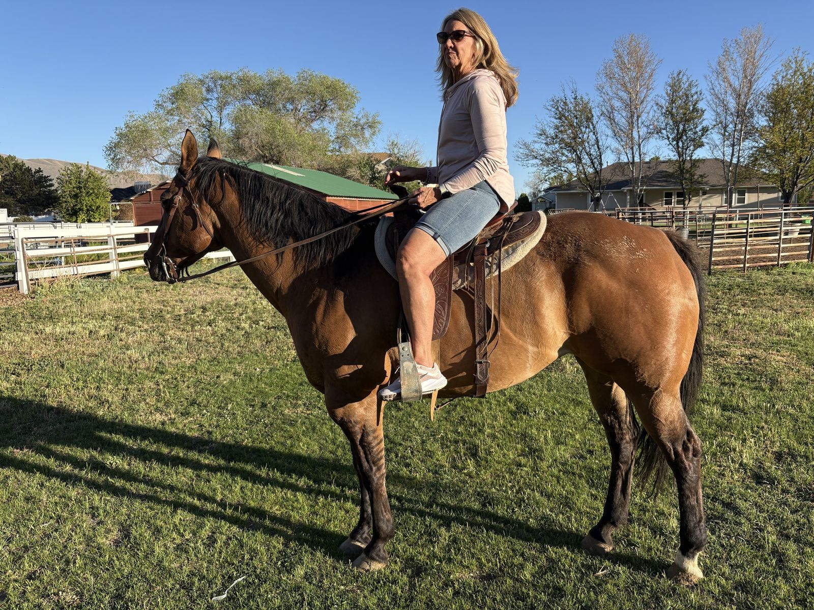 18 yr old Quarter horse mare