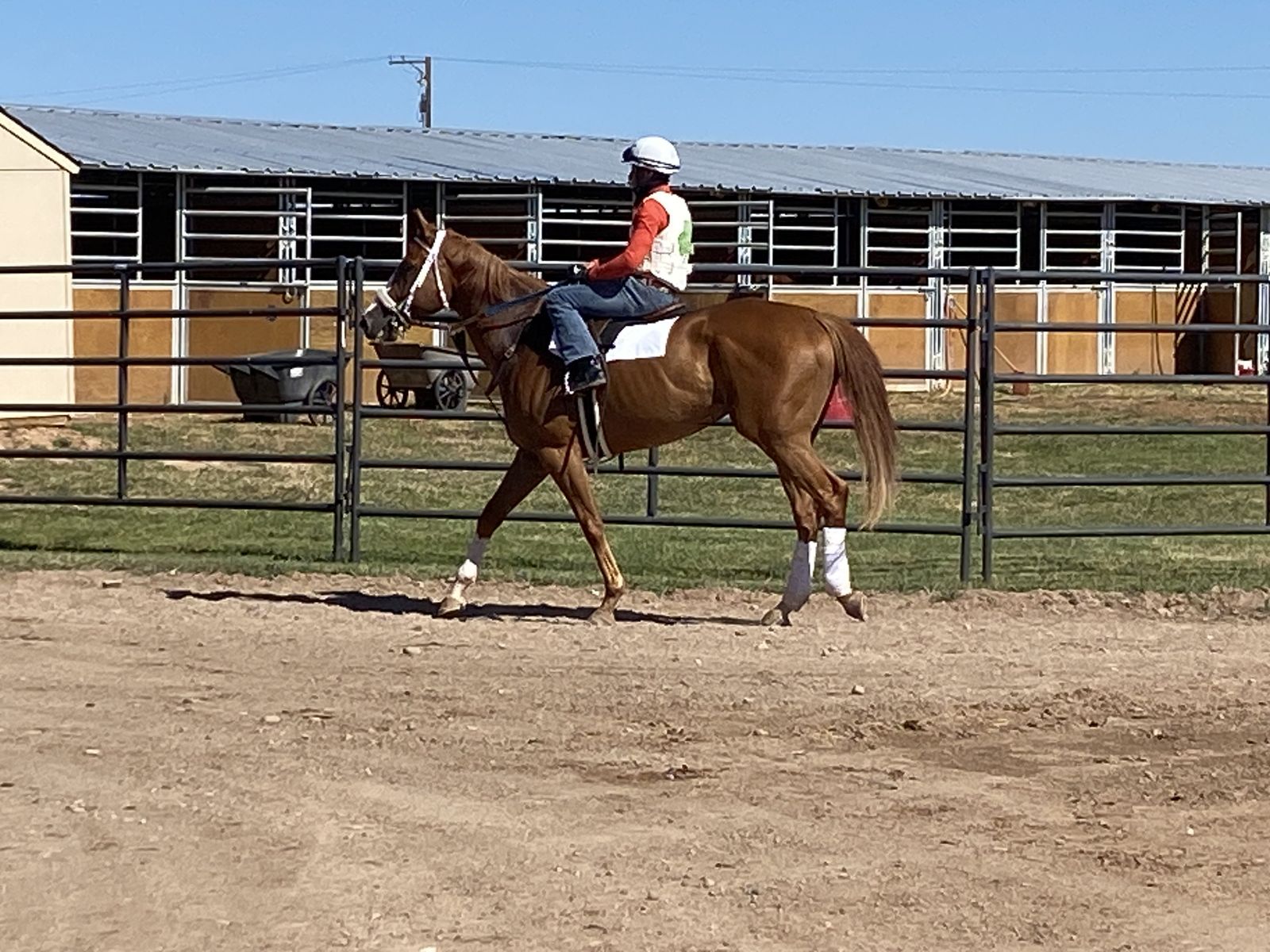 Free horse to right home