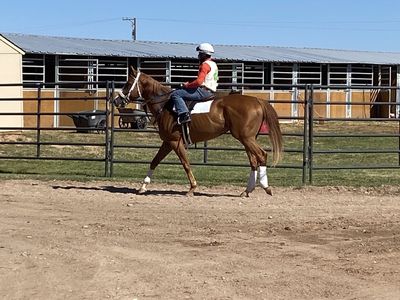Free horse to right home