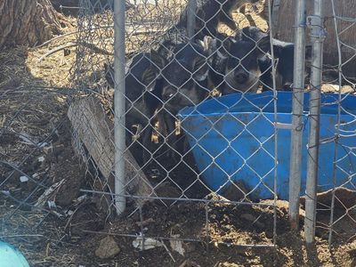 Mangalica piglets forsale