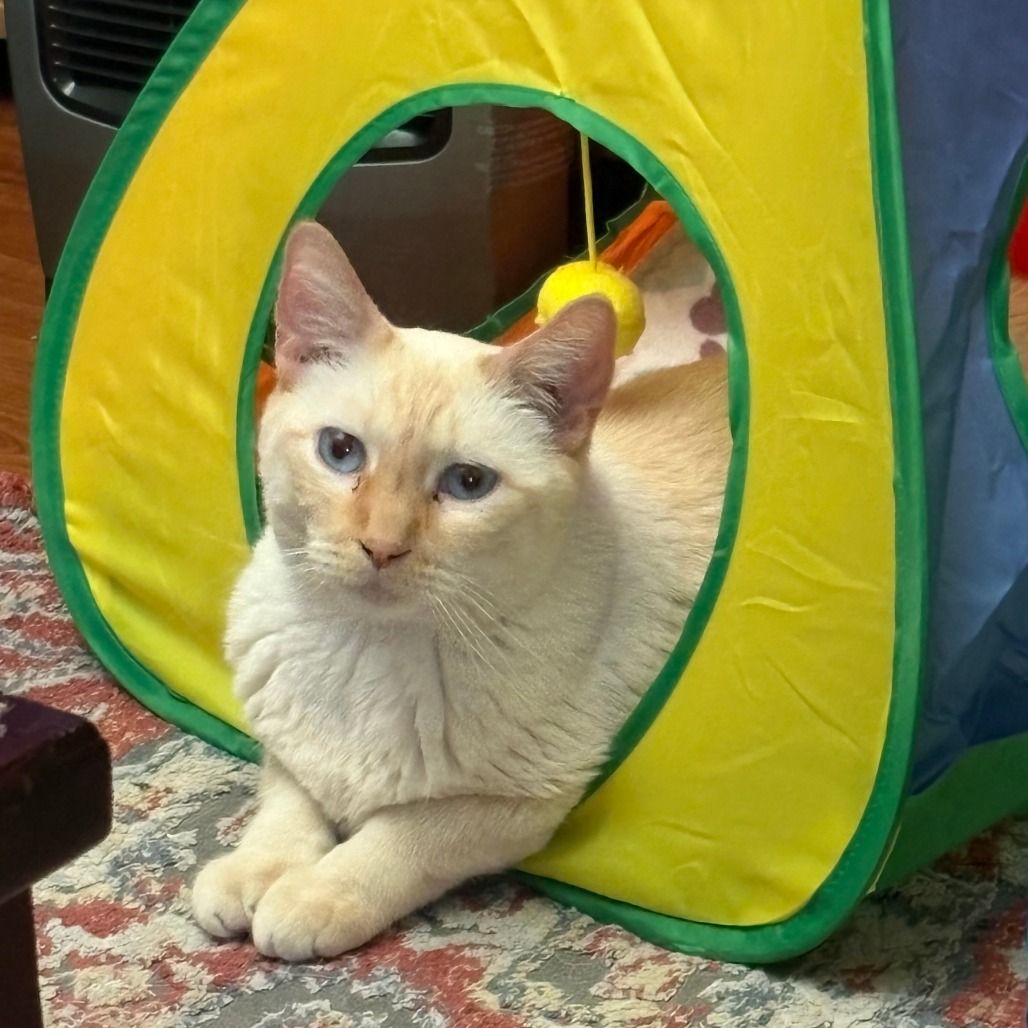 Hello my name is Sputnik