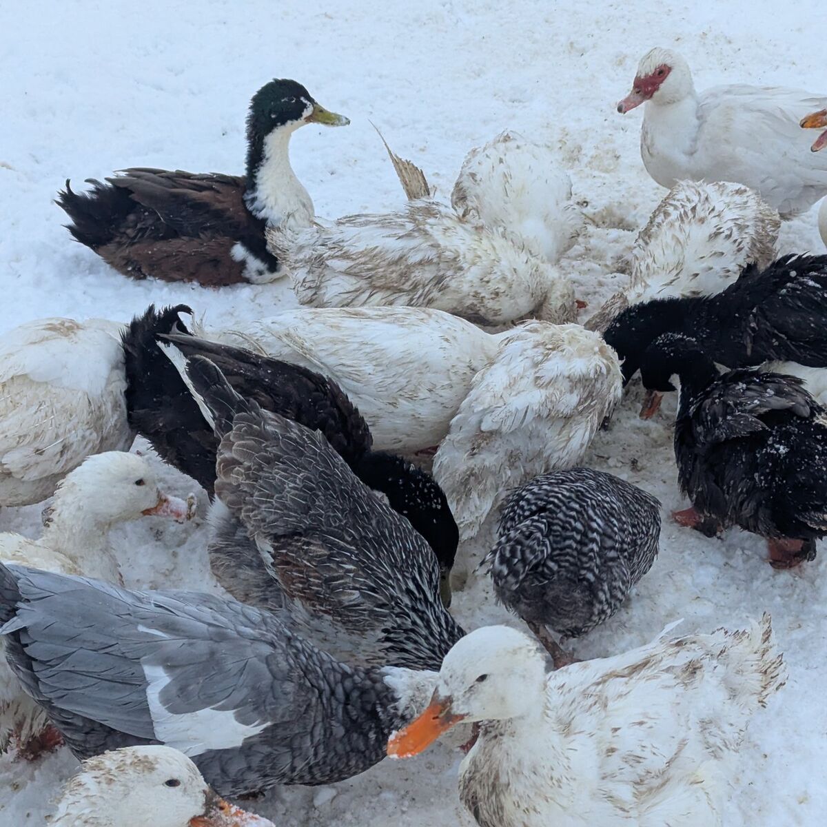 Looking for a Muscovey Drake Duck in Southern Utah