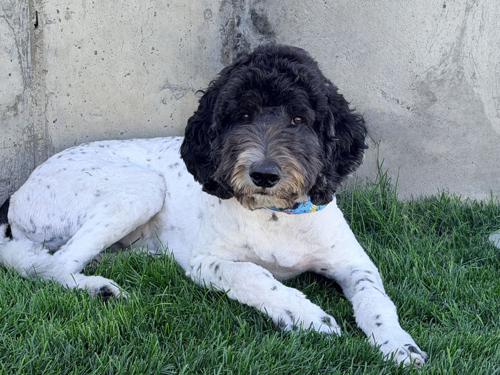 Labradoodle Male Looking for a Forever Home