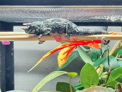 Juvenile Rainbow Jackson Chameleon