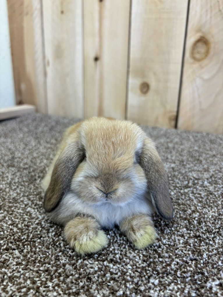 Pedigree Holland Lops