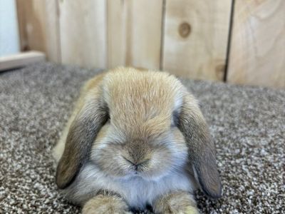 Pedigree Holland Lops