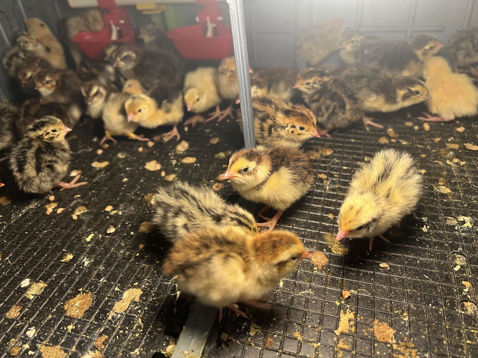 Coturnix Quail chicks