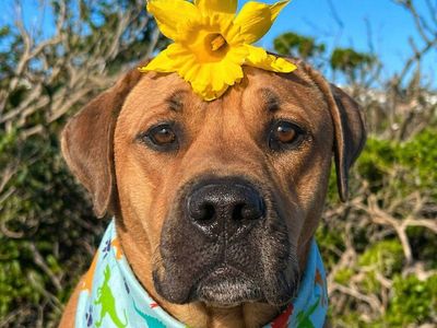 RHodesian Ridgeback Female ReHOme