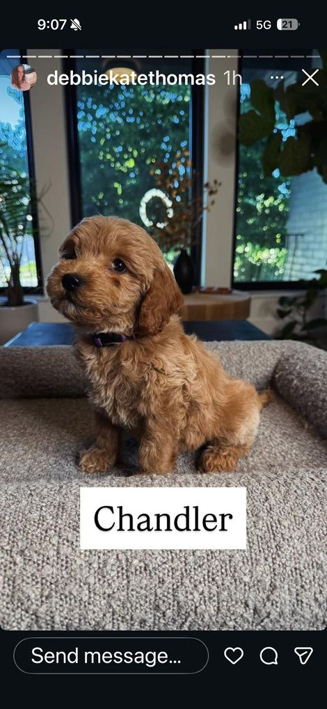 Darling Mini Goldendoodle Puppies Comes w Everthi