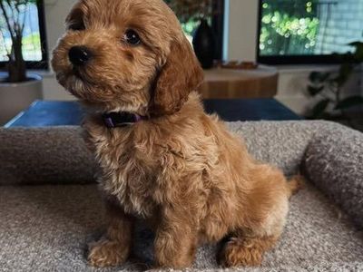 Darling Mini Goldendoodle Puppies Comes w Everthi