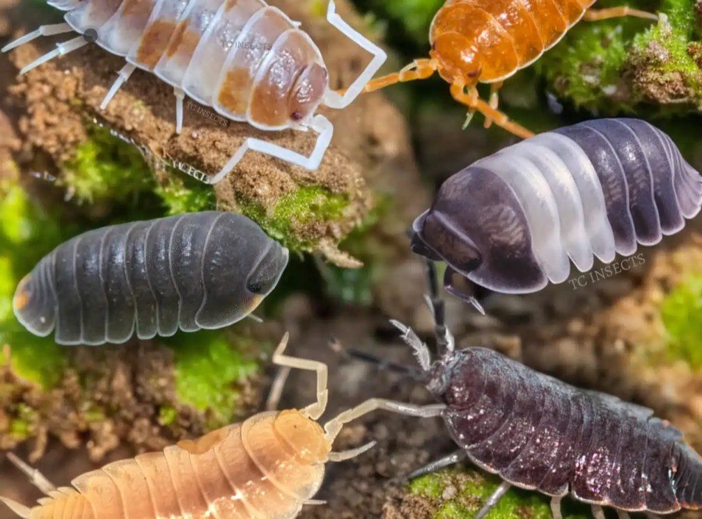 Isopods