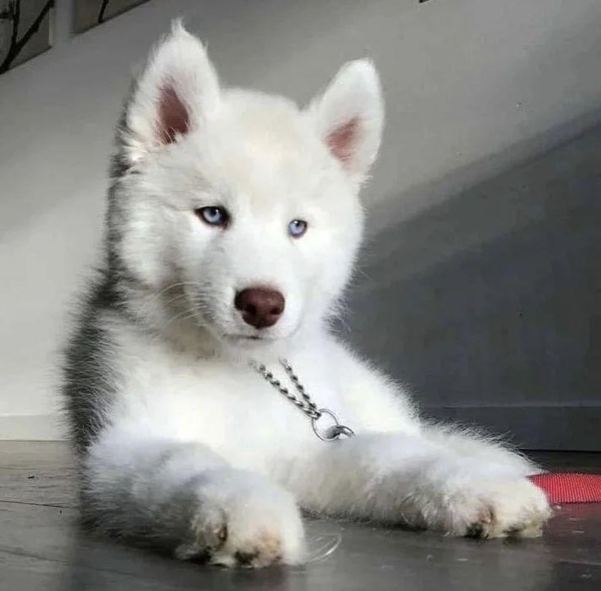 Adorable Siberian Husky Puppies - 4 Boys Available