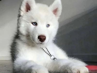 Adorable Siberian Husky Puppies - 4 Boys Available
