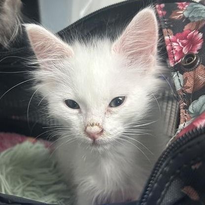 Hello my name is Sphere