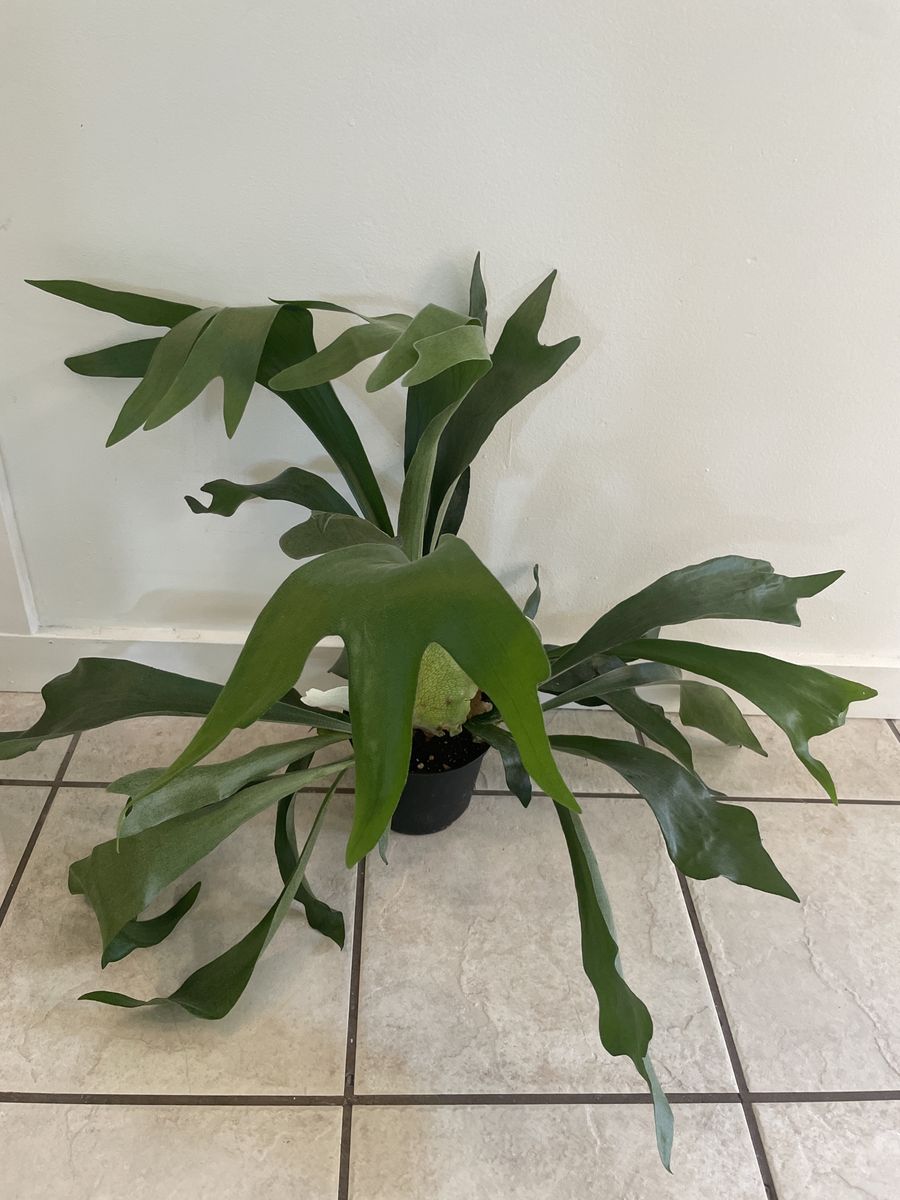Platycerium Veitchii Blue Staghorn Fern