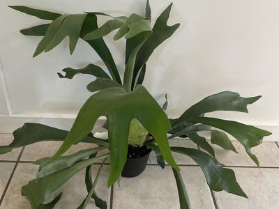 Platycerium Veitchii Blue Staghorn Fern