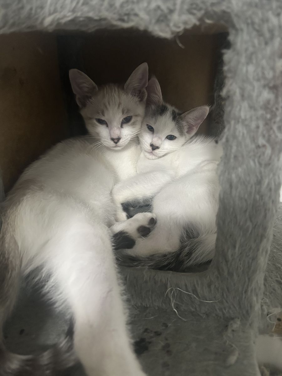 Rare Bengal Snowshue Kittens