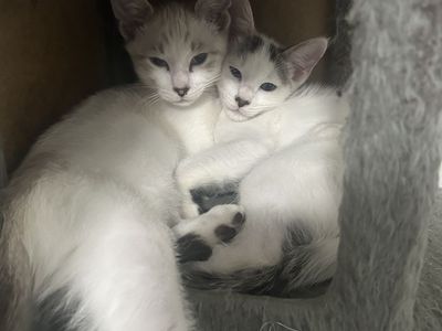 Rare Bengal Snowshue Kittens