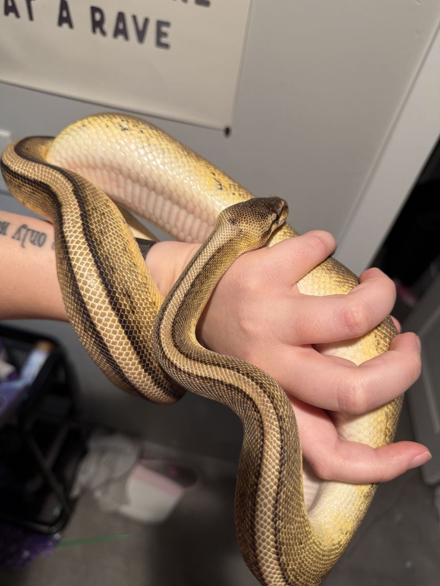 G Stripe Female Ball Python