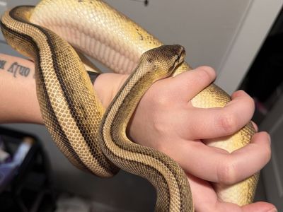 G Stripe Female Ball Python