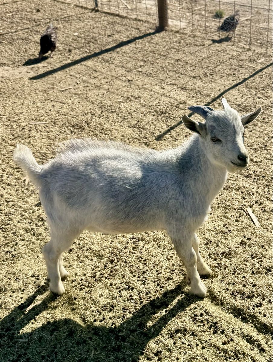 Nigerian Dwarf Buckling