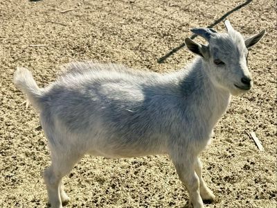 Nigerian Dwarf Buckling