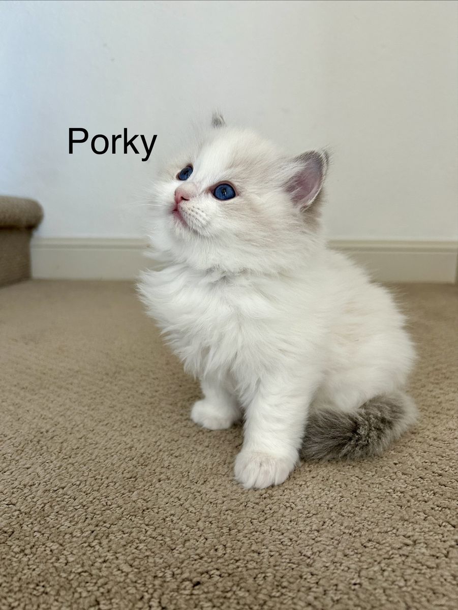 TICA Registered Ragdoll Kittens
