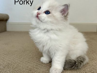 TICA Registered Ragdoll Kittens