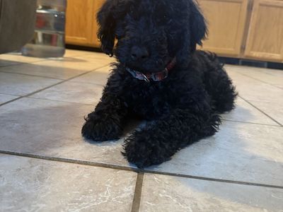 Double Doodle Puppies