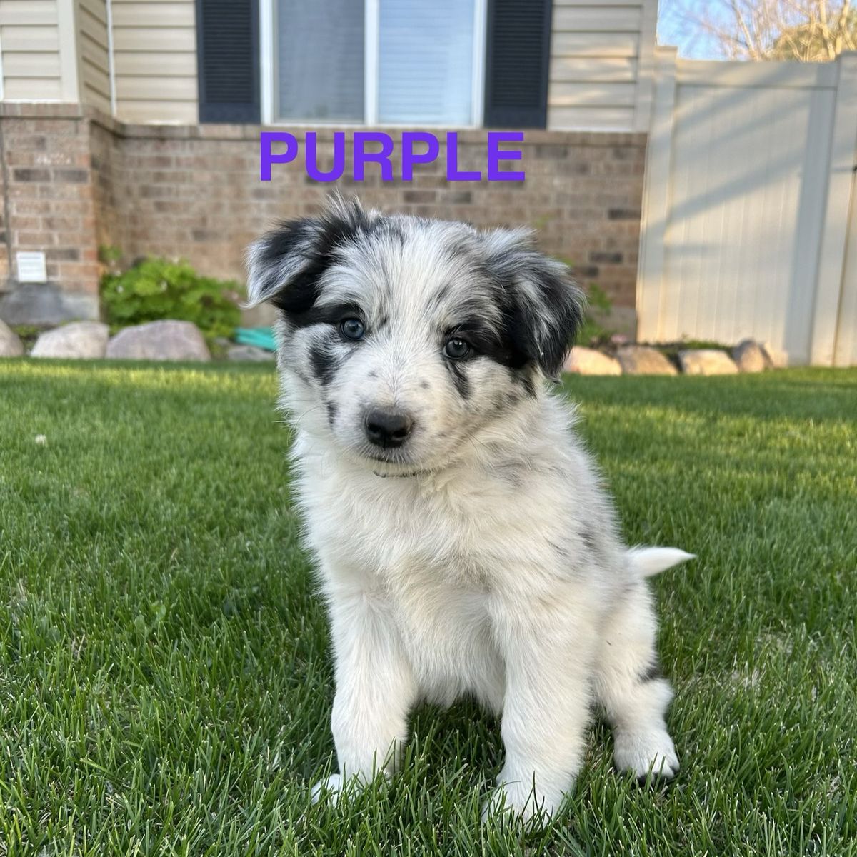 Border Collie Puppies - Merles, Tri's, Tri Merles