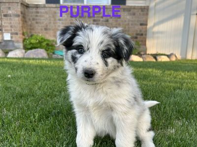 Border Collie Puppies - Merles, Tri's, Tri Merles
