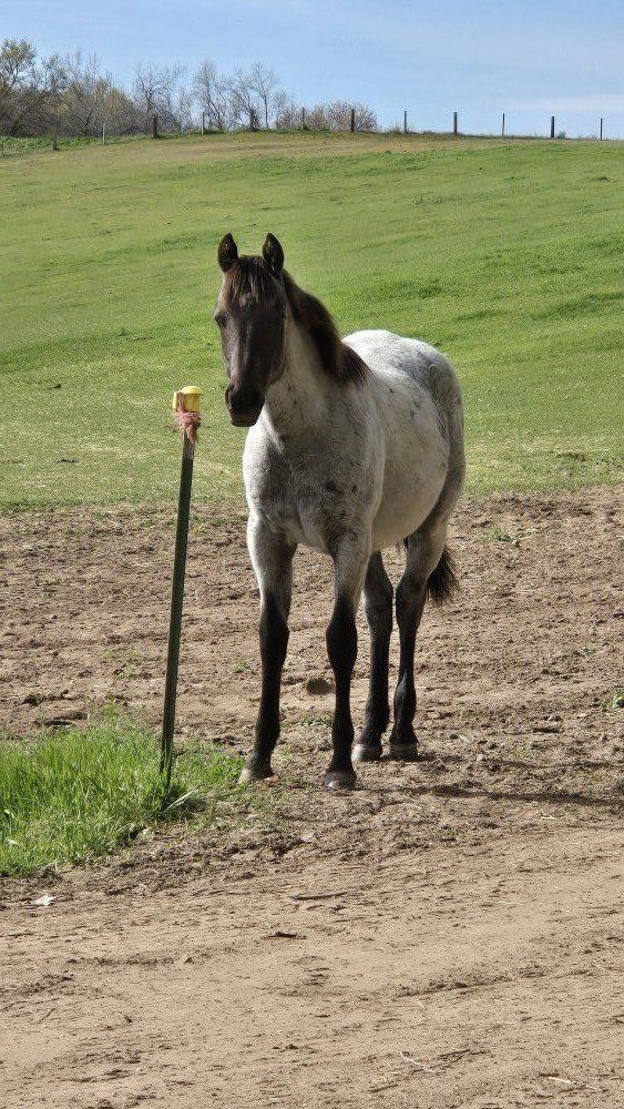 yearling blue roan colt