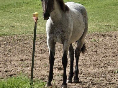 yearling blue roan colt