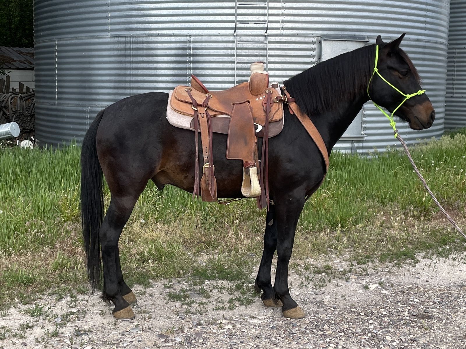 4 Year Old Gentle Geling