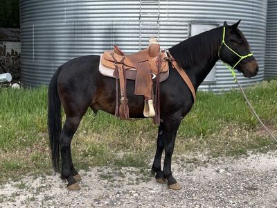 4 Year Old Gentle Geling