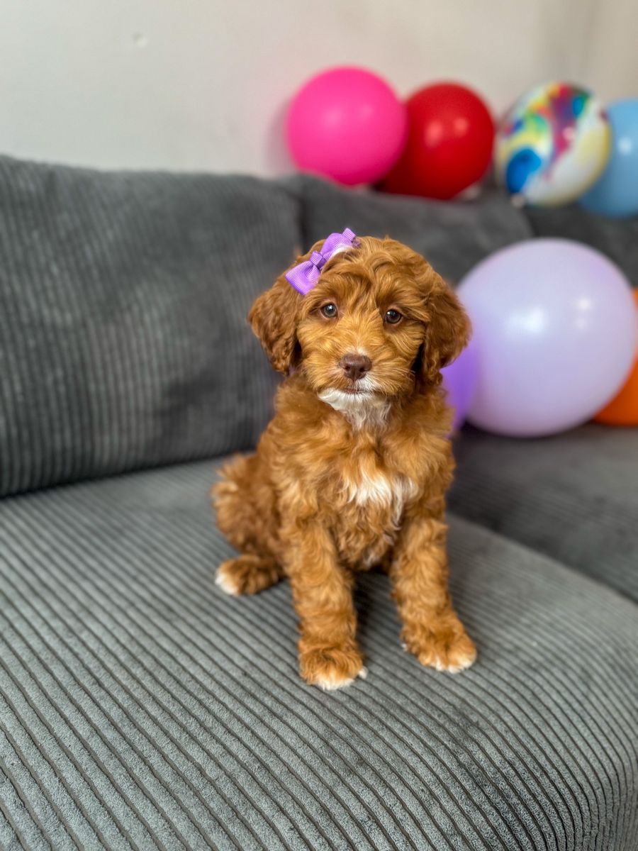 F1bb Mini Goldendoodle look for Guardian Home