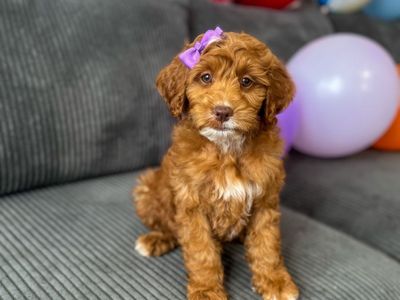 F1bb Mini Goldendoodle look for Guardian Home