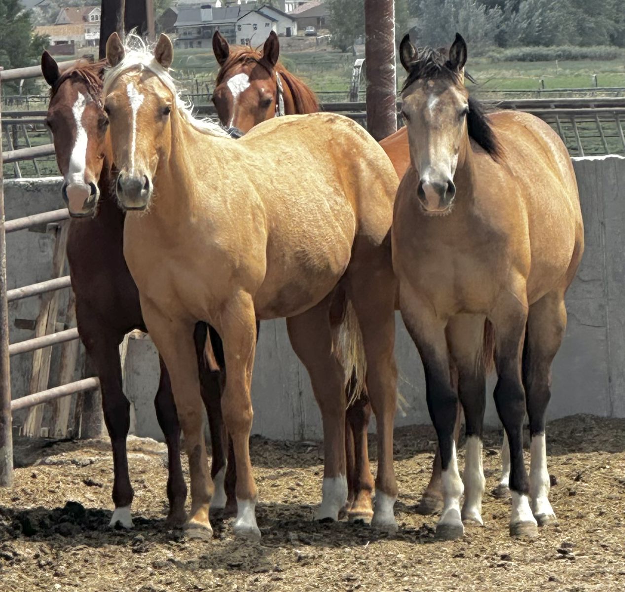 Palomino Stallion Colt