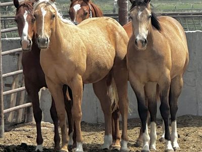 Palomino Stallion Colt