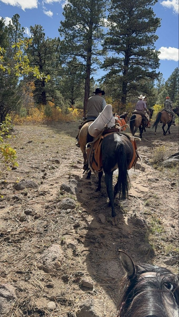 4yr old thoroughbred quarter horse mare