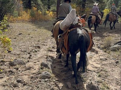 4yr old thoroughbred quarter horse mare