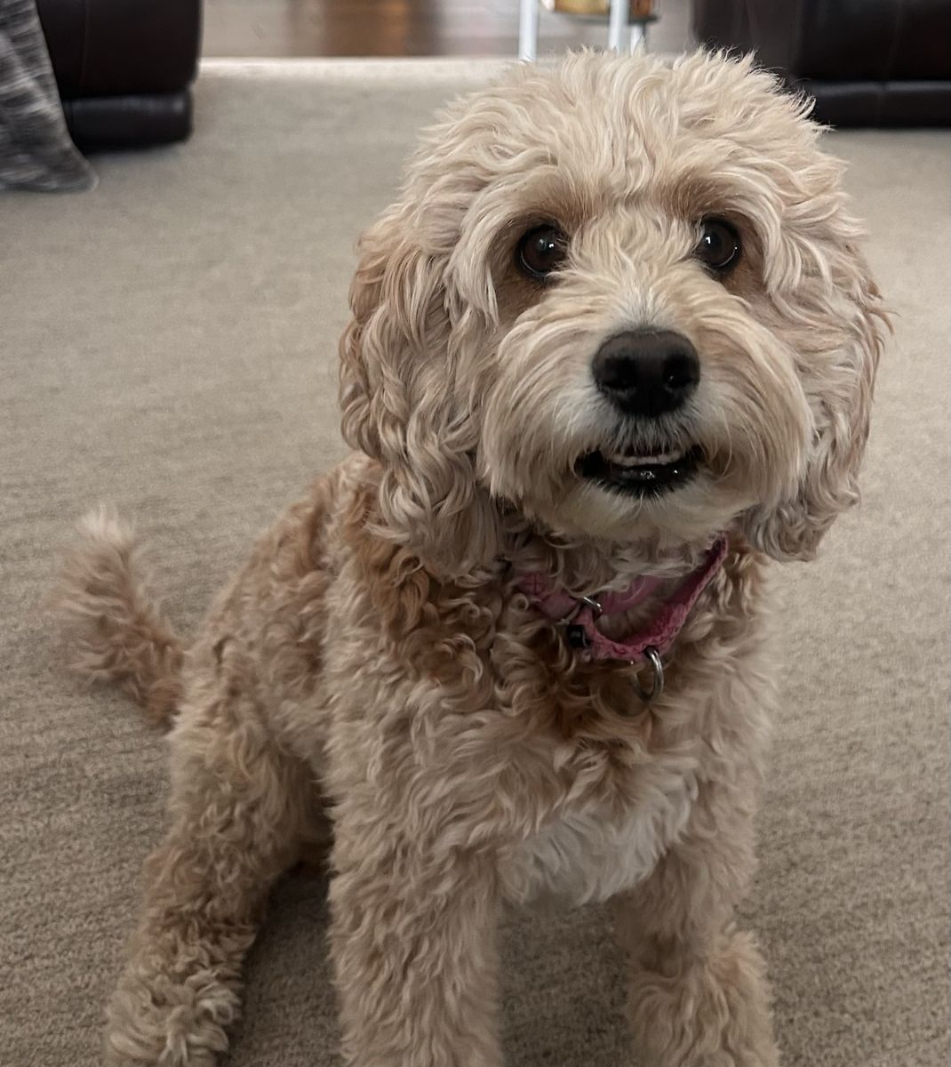 Rehome 4 Year Old Cavapoo