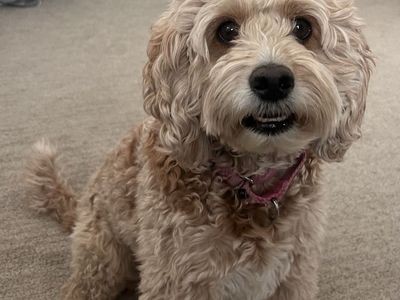 Rehome 4 Year Old Cavapoo