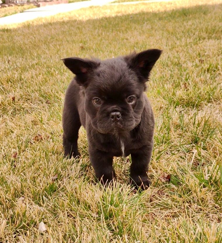 AKC French Bulldog Puppies