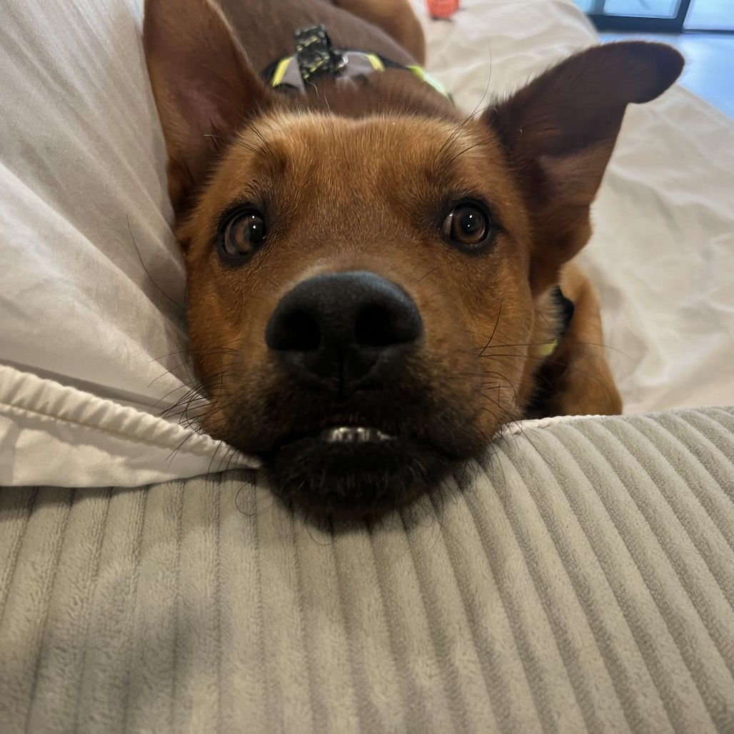 Hello my name is Alfie