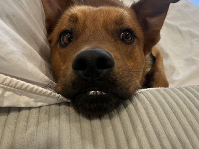 Hello my name is Alfie