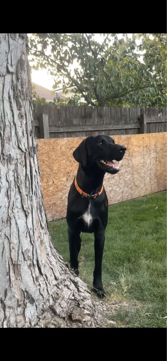 GSP/Golden Retriever