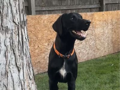 GSP/Golden Retriever